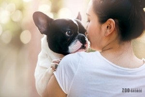 Reacții alergice la câini