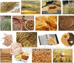 Alergia la cereale - alergie la adulți