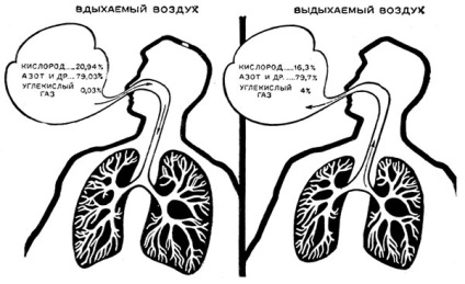 Alveoli - enciclopedie pentru copii (prima ediție)