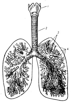 Alveoli - enciclopedie pentru copii (prima ediție)