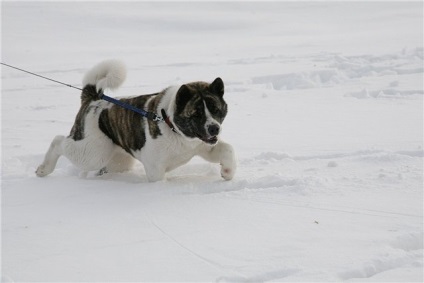 American Akita gyönyörű fotók a kölykök és felnőtt kutyák nagy japán kutya