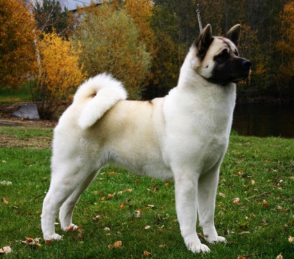 American Akita gyönyörű fotók a kölykök és felnőtt kutyák nagy japán kutya