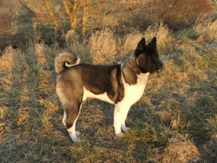 American Akita gyönyörű fotók a kölykök és felnőtt kutyák nagy japán kutya