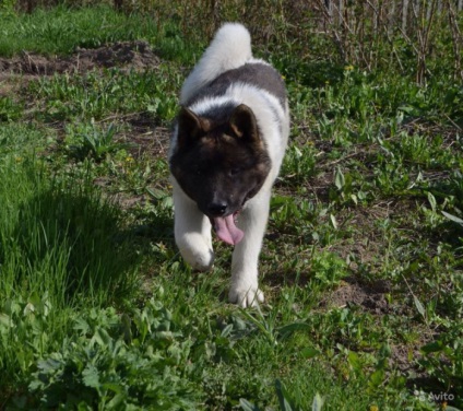 American Akita gyönyörű fotók a kölykök és felnőtt kutyák nagy japán kutya