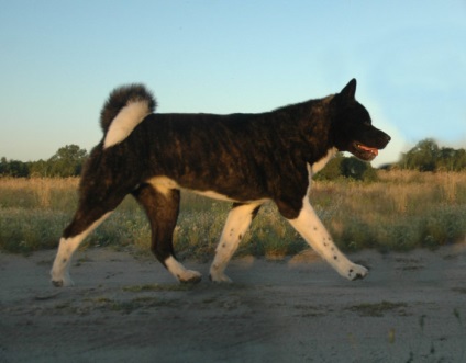 Fotografiile frumoase ale Akita sunt frumoase ale câinilor adulți și cățelilor unui câine japonez mare