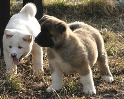 American Akita gyönyörű fotók a kölykök és felnőtt kutyák nagy japán kutya
