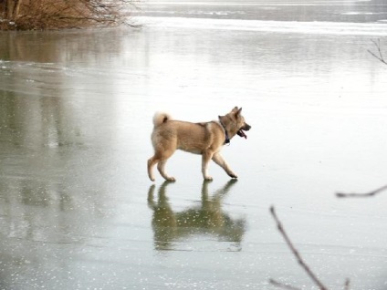 Fotografiile frumoase ale Akita sunt frumoase ale câinilor adulți și cățelilor unui câine japonez mare