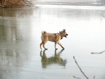 American Akita gyönyörű fotók a kölykök és felnőtt kutyák nagy japán kutya