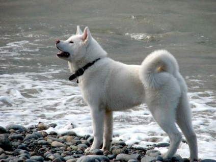 Fotografiile frumoase ale Akita sunt frumoase ale câinilor adulți și cățelilor unui câine japonez mare