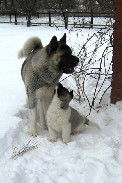 American Akita gyönyörű fotók a kölykök és felnőtt kutyák nagy japán kutya