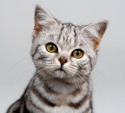 American Shorthair