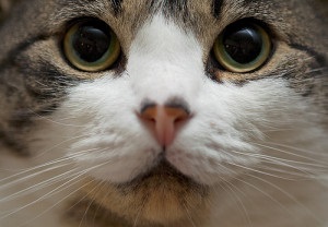 Rasa americană de pisici, prețul de pisică American Shorthair, American Shorthair