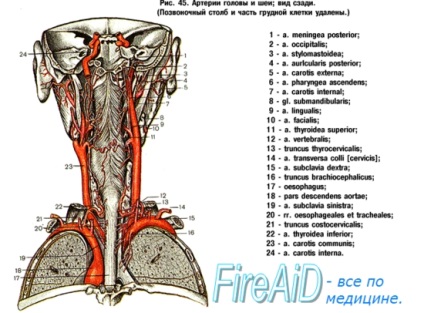 Anatomia arterei subclaviei, a