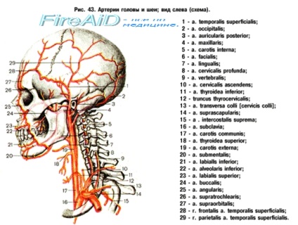 Anatomia arterei subclaviei, a