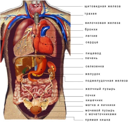 Anatomia - structura omului