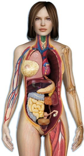 Anatomia - structura omului