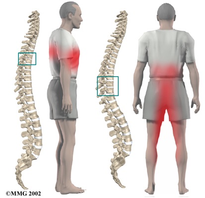 Anatomia - structura omului