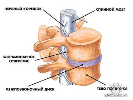 Anatomy - szerkezete az emberi