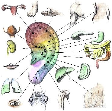 Anatomia - structura omului