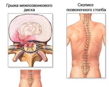 Anatomia - structura omului