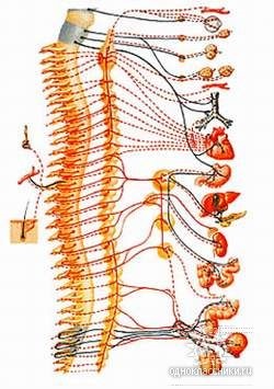 Anatomia - structura omului