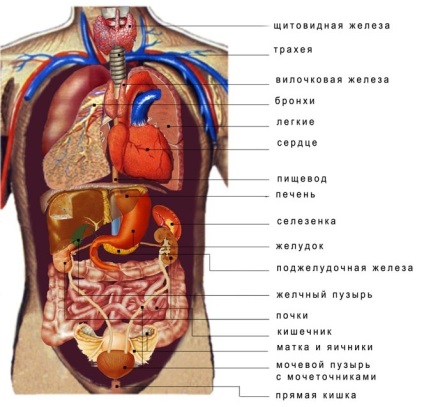 Anatomia - structura omului