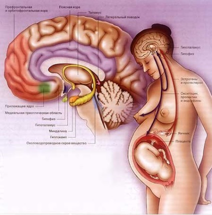 Anatomia - structura omului