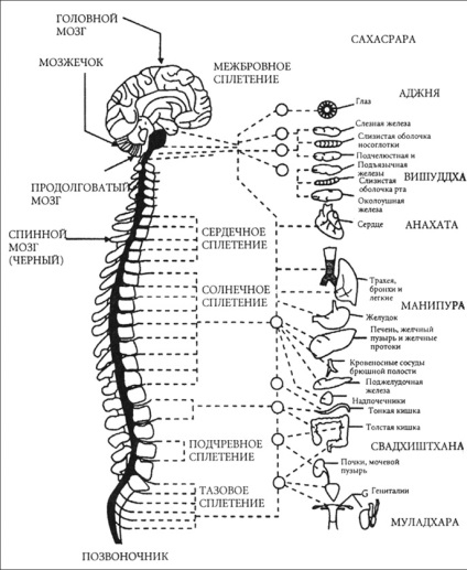 Anatomia - structura omului