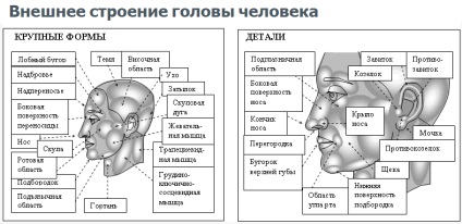 Anatomia - structura omului