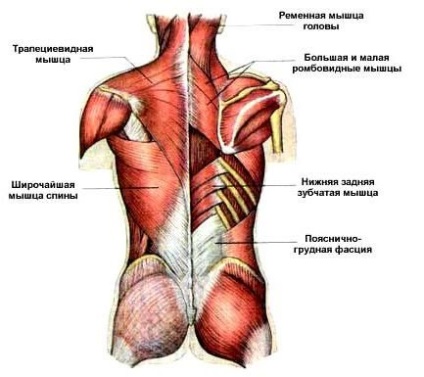 Anatomia - structura omului