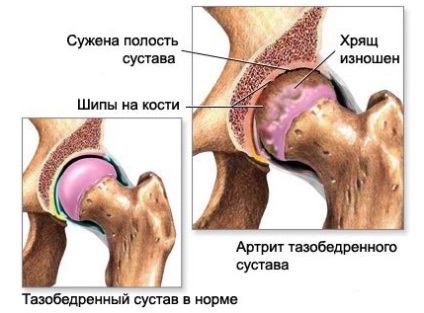 Anatomia - structura omului