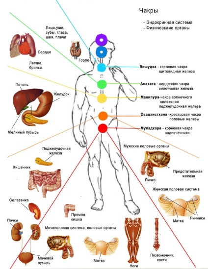 Anatomia - structura omului