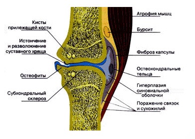 Anatomia - structura omului