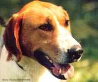 Anglo-rusă hound fotografie, rusă pesbald piebald, anglo-rusă hound, rase de câine foto,