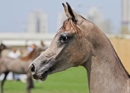 Câine de cai arabă