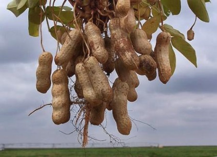 Peanut obișnuit, tratament de arahide