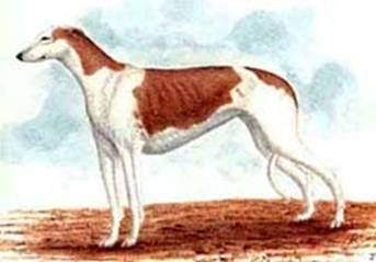 Hound australian (câine de cangur)