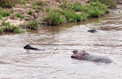Hipopotamul a salvat antilopa