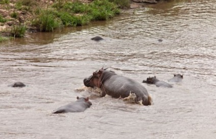 Hipopotamul a salvat antilopa