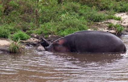 Hippo mentettek antilop