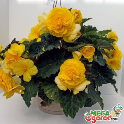 Speciile Begonia, căi de reproducere și îngrijire corespunzătoare a florii