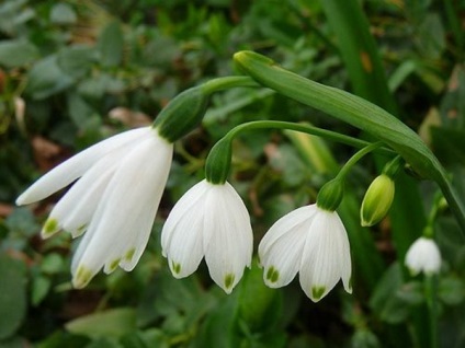 Fehér virágok képe és neve