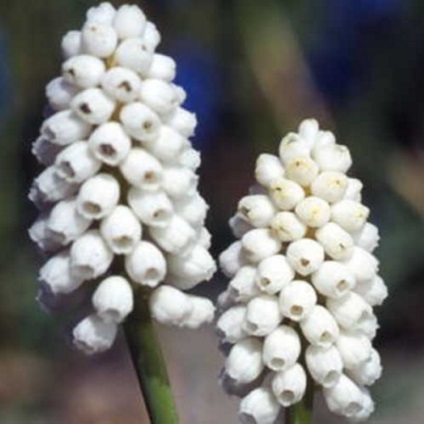 Fehér virágok fotó és neveket (fehér) Fehér virágok képe és neve