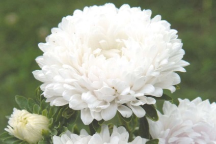 Flori albe și fotografii