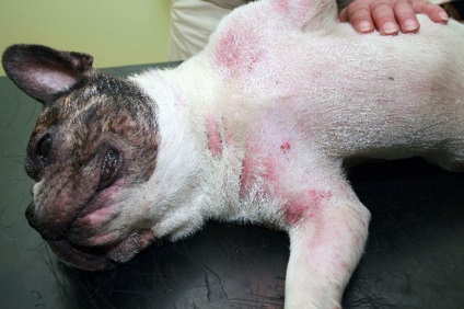 Betegségek a francia bulldog - a tünetek, kezelés, megelőzés