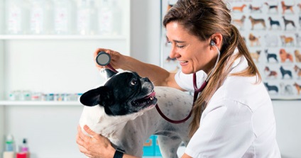 Betegségek a francia bulldog - a tünetek, kezelés, megelőzés