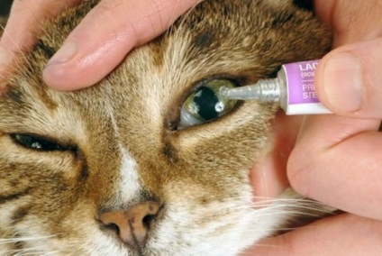 Boli catarre la pisici și simptome cu fotografie