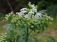 Hemlock contraindicatii, remedii populare, o colectie de retete