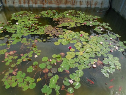 Gradina Botanica din Vladivostok