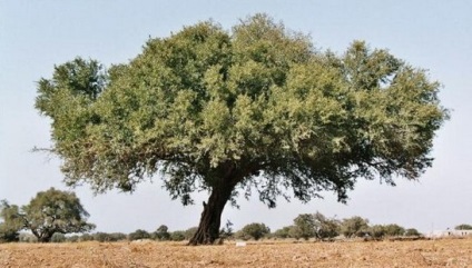 Valoarea uleiului de argan pentru păr